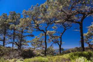 Torrey Pines-9934.jpg Torrey Pines-9934.jpg